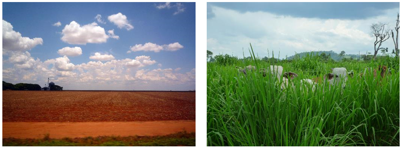 Post-deforestation land uses in the study region include intensive soy cultivation (left) and extensive cattle ranching (right). Images: Philippe Rufin