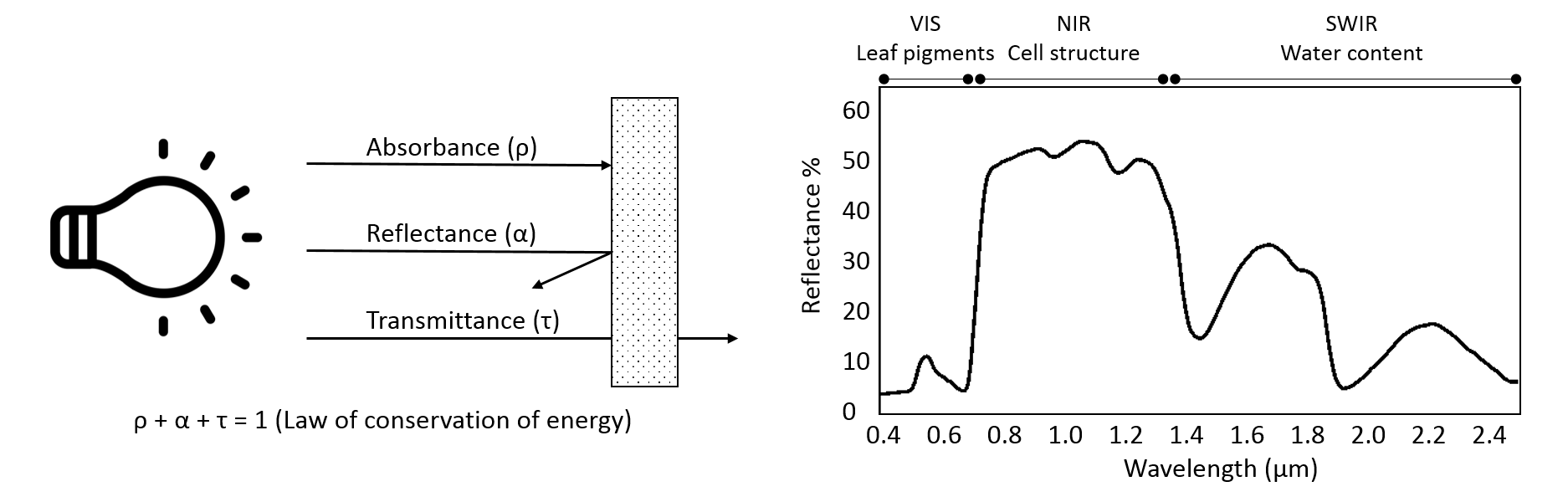 Reflection, absorption and transmission by a surface (left). Spectral reflectance profile of vegetation with major factors determining the reflectance (right).